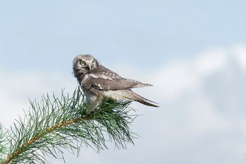 Sparrowhawk owl by Jan van Vreede