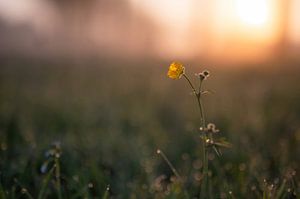 Blumen Teil 116