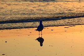 Morgenstimmung auf Usedom von Thomas Jäger