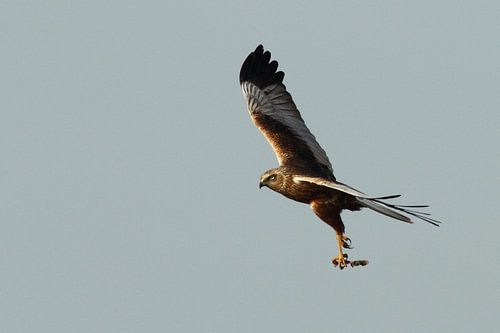 Marsh Harrier