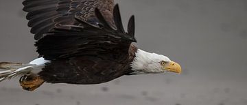 Amerikaanse Zeearend in vlucht