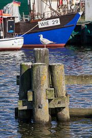 Greifswald : Holzmole mit Seemöwe im Hafen Wieck von Torsten Krüger