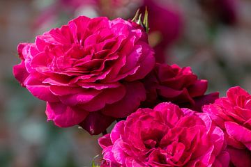 Roze rode roos in volle bloei van Bart Poelaert