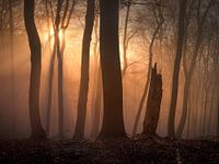 Wintersonne im Buchenwald