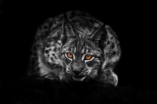 Lynx regarde dans l'obscurité. photo noir et blanc décolorée, yeux orange colorés.isolé sur un fond 