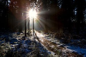 Besneeuwd bos tijdens zonsondergang van Marcel Kerdijk