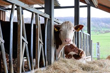 Hereford cows in an open stable by Rini Kools