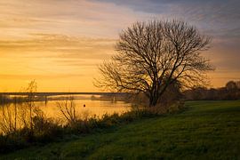 Waterfront Tree 'Autumn' by wimke247