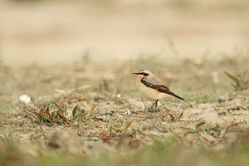 Wheatear