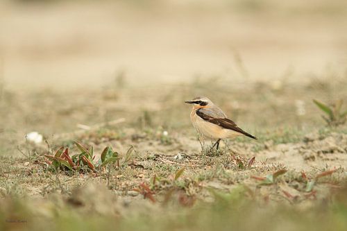 Wheatear