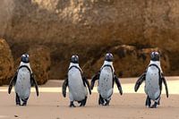 Pinguine Boulders Strand, es gibt Ärger