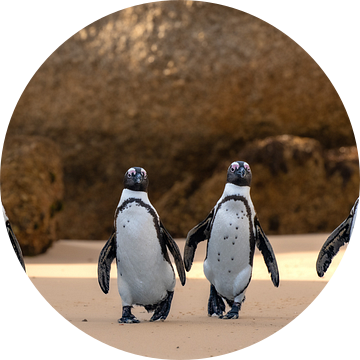 Pinguïns Boulders beach, trouble is coming van Jacco van Son
