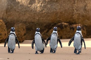 Pinguïns Boulders beach, trouble is coming van Jacco van Son