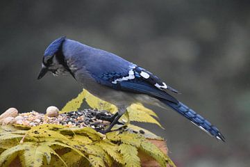 A blue jay at the garden feeder by Claude Laprise