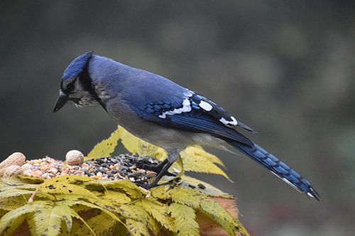 Een blauwe gaai bij de tuinvoeder
