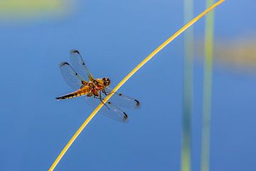Dragonfly on cane. by Frans Lemmens
