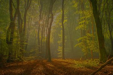 Prachtig licht tijdens de herfst in het Speulderbos van Renso de Wind