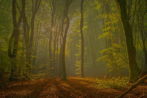 Schönes Licht im Herbst im Speulder Wald