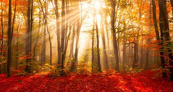 Herfstbos met zonnestralen