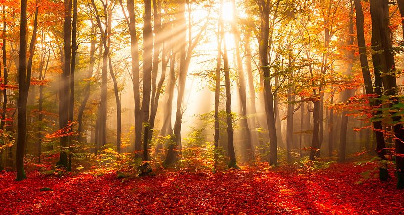 Autumn forest with rays of sunshine by Mustafa Kurnaz