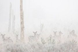 Damhirsche im Nebel versteckt von Ria van den Broeke