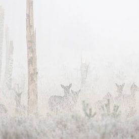 Damherten verborgen in de mist van Ria van den Broeke