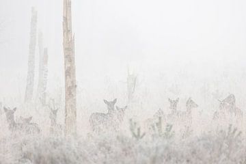 Fallow deer hidden in the fog by Ria van den Broeke