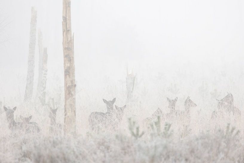 Fallow deer hidden in the fog by Ria van den Broeke