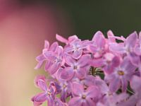 Purple Pink Lilac Flower Close Up Flower Macro
