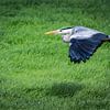 Blauwe reiger in vlucht van Jaap Bosma Fotografie