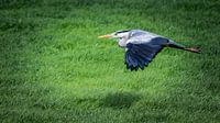 Blauwe reiger in vlucht van Jaap Bosma Fotografie thumbnail