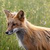 Fox in the grass print | Foxes portrait photo by Dennis en Mariska