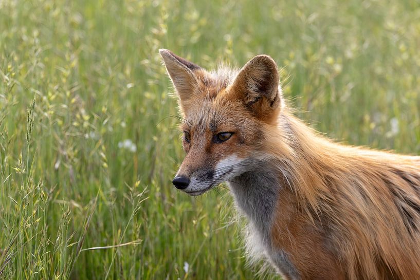 Füchse Porträtfoto im Gras von Dennis en Mariska