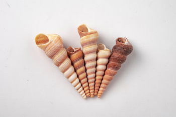 Schelpen