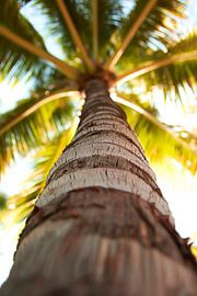 Palme im Sonnenschein von Poster Art Shop