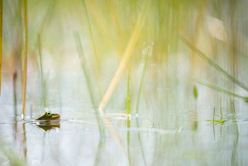 Een kikker in het water