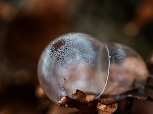 Frozen twins
