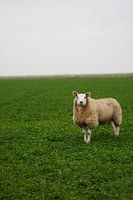 Texel, Insel der Schafe - Erleben Sie authentisches bäuerliches Leben