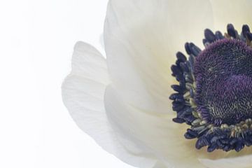 White Anemone by Karin Tebes