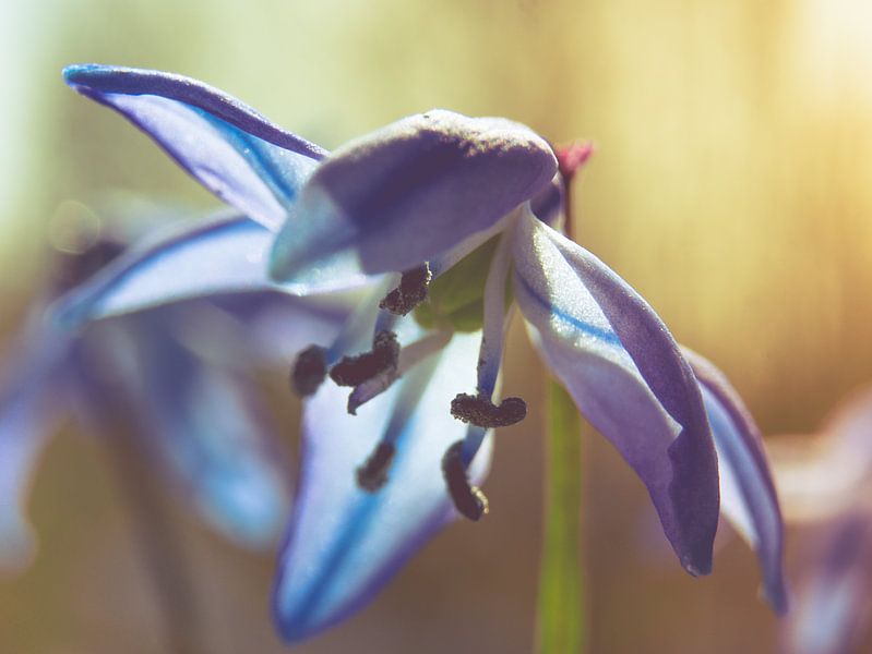 Bloem / Bloemblaadjes / Wilde Bloem / Paars / Blauw / Groen / Wit / Close-Up Macro van Art By Dominic