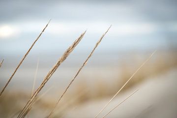 grashalmen, duinen op het strand van een eiland | natuur fotografie