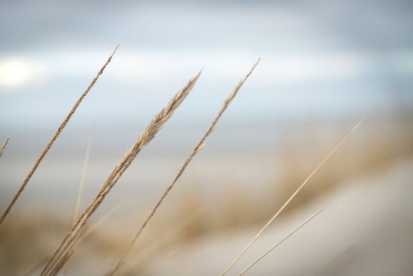 blades of grass, dunes on the beach of an island | nature photography by Karijn | Fine art Natuur en Reis Fotografie