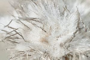 Flaum. Explosion von Tröpfchen auf einer Distel.