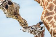 Giraffenmutter wacht über die Jungen von jowan iven Miniaturansicht