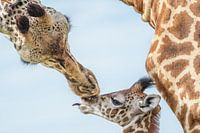 mère girafe veille sur les jeunes