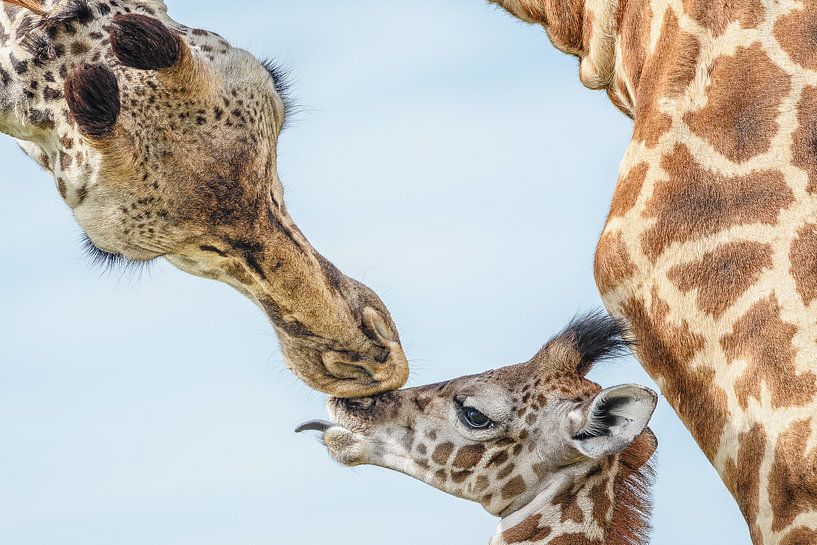 mère girafe veille sur les jeunes par jowan iven