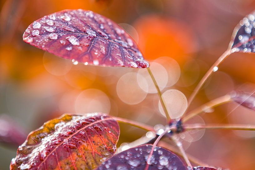 Blatt einer Pflanze mit Wassertropfen von Evelien Oerlemans