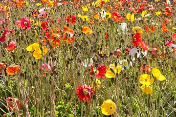 Bloemenveld met veelkleurige klaprozen en knoppen van Frans Rombout