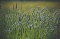 Grassen in bloei van Daniël Steenbergen thumbnail