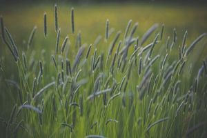 Grasses von Daniël Steenbergen